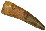 Fossil Spinosaurus Tooth - Real Dinosaur Tooth #344595-1
